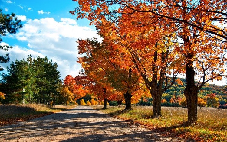 дорога, деревья, лес, осень, краски осени, road, trees, forest, autumn, the colors of autumn