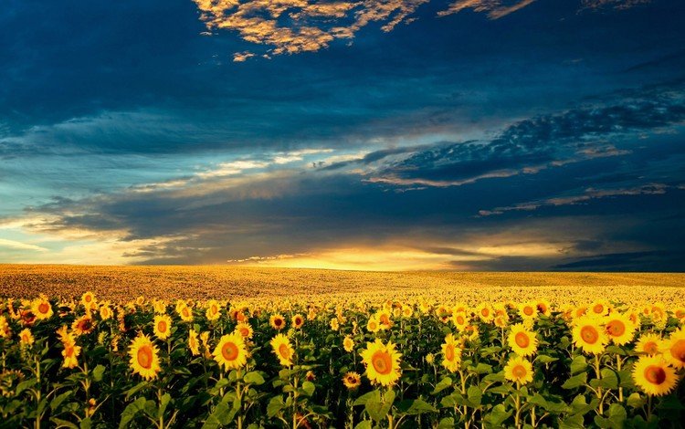 облака, поле, подсолнухи, clouds, field, sunflowers