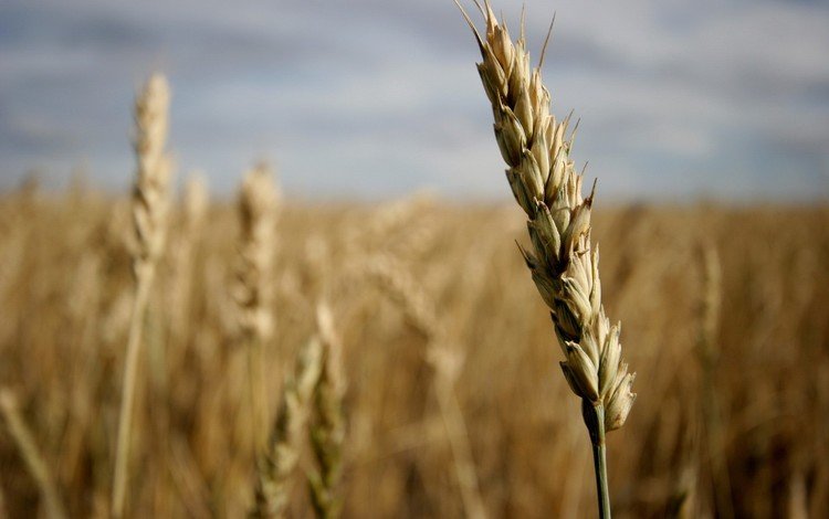 поле, колос, зерно, field, ear, grain