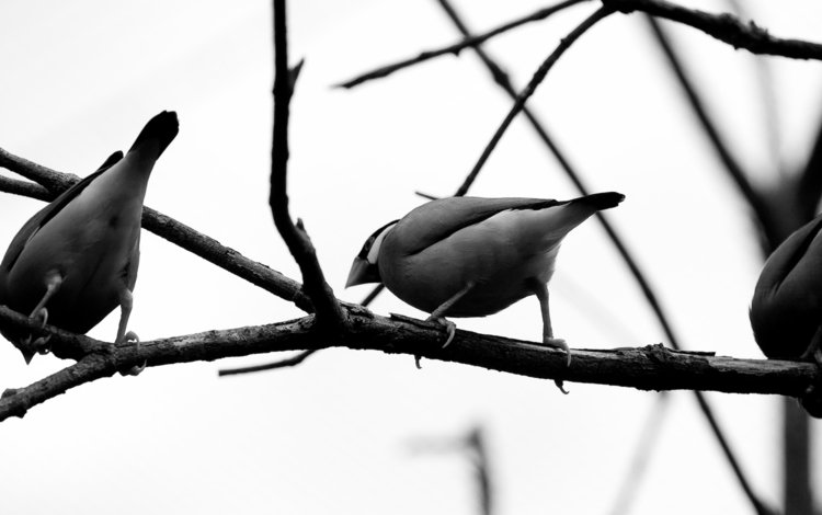 ветка, чёрно-белое, серый, птицы, branch, black and white, grey, birds