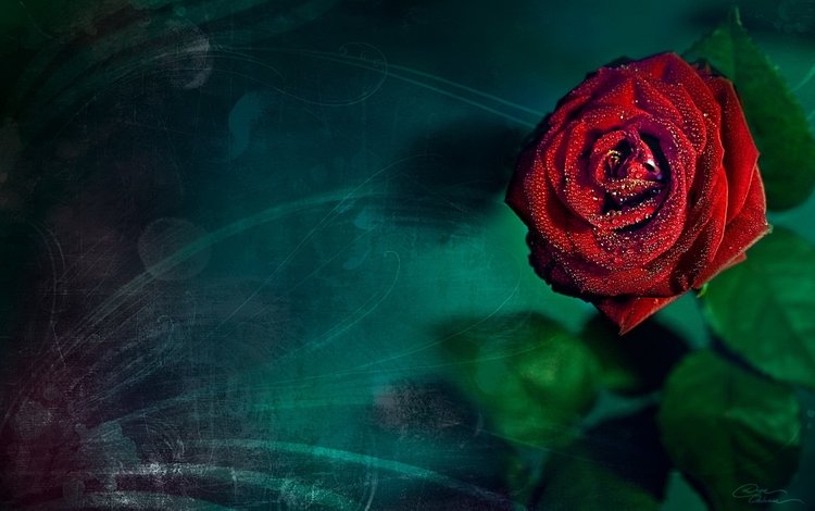 роза, на, бирюзовом, фоне, rose, on, turquoise, background