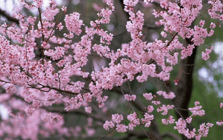 цветы, priroda, derevya, деревья, vesn, леспестки, природа, лепестки, весна, розовые, сакура, cvety, rozovye, flowers, trees, lepestki, nature, petals, spring, pink, sakura