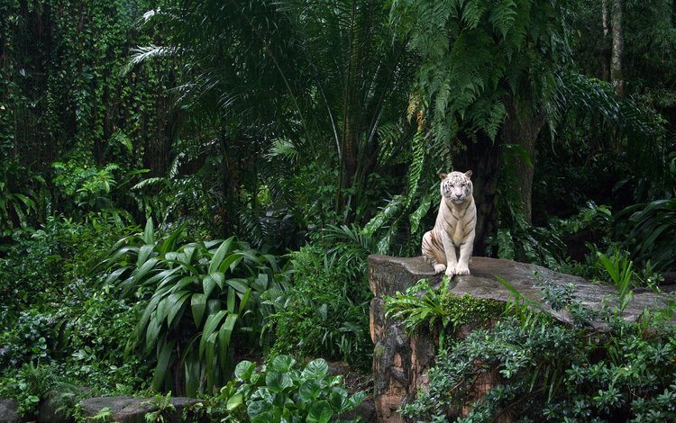 зоопарк, белый тигр, сингапур, zoo, white tiger, singapore