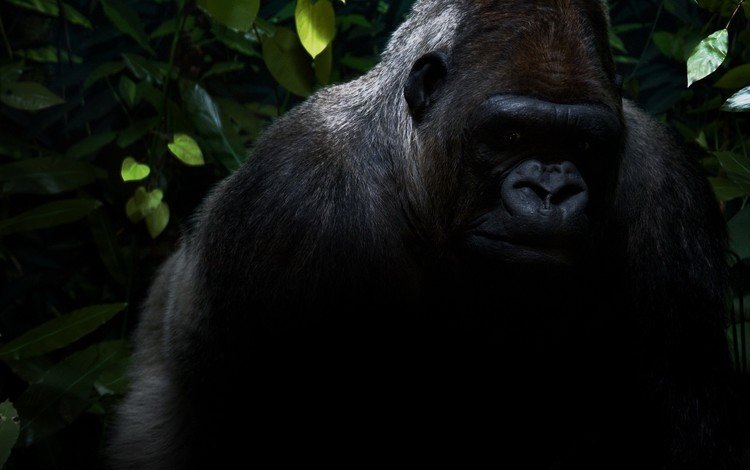 животные, черный, черная, обезьяна, джунгли, горилла, горила, animals, black, monkey, jungle, gorilla, goril