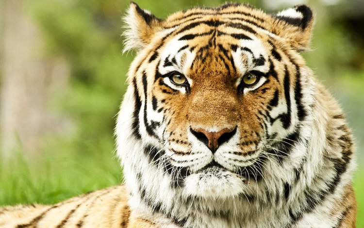 тигр, морда, кошка, хищник, большая кошка, тирг, tiger, face, cat, predator, big cat, til