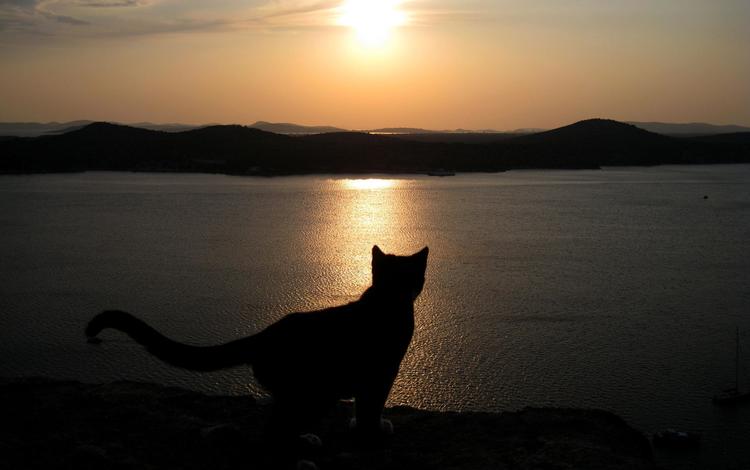 вечер, озеро, кошка, хвост, the evening, lake, cat, tail