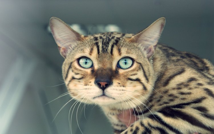 кот, вгляд, полосатый, cat, peer, striped