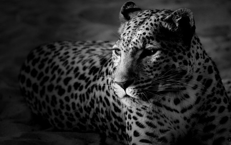 морда, леопард, черно-белые обои, face, leopard, black and white wallpaper