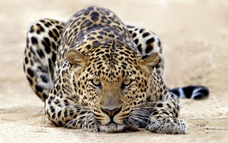 тигр, леопард, кошки, атака, tiger, leopard, cats, attack