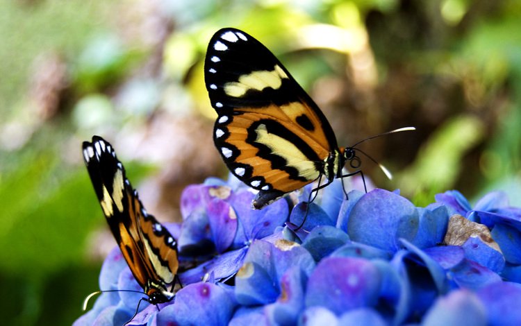 цветы, бабочки, нектар, flowers, butterfly, nectar