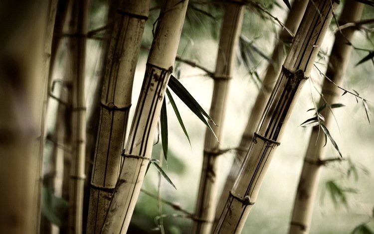природа, листья, бамбук, стебли, nature, leaves, bamboo, stems
