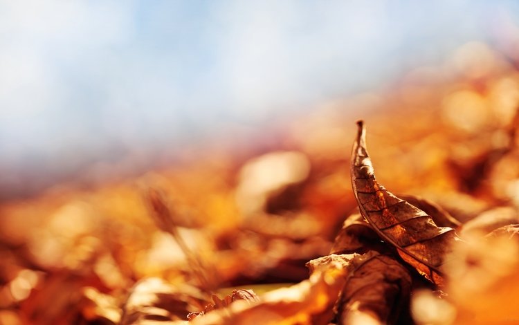 листья, макро, осень, лестопад, leaves, macro, autumn, listopad