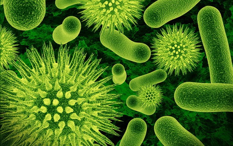 макро, микробы, бактерии, macro, germs, bacteria
