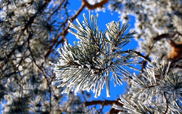 зима, иней, сосна, winter, frost, pine