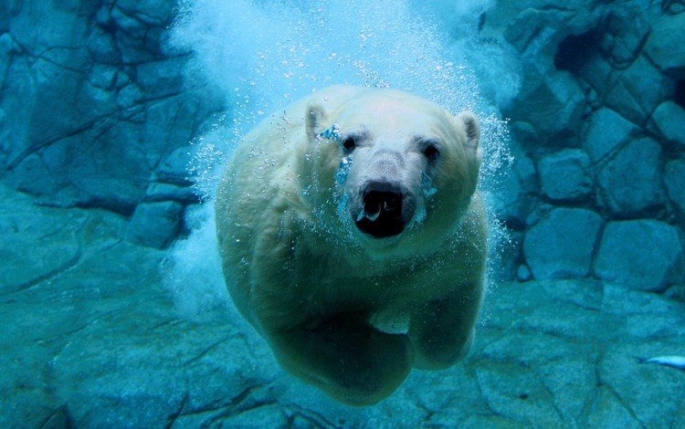 вода, белый медведь, медведь под водой, water, polar bear, bear under water