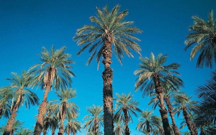 небо, синий, пальмы, the sky, blue, palm trees