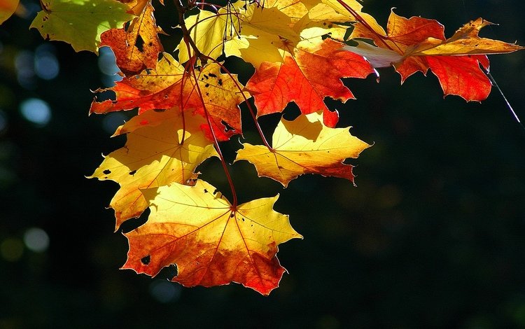 листва, осень, лист, foliage, autumn, sheet