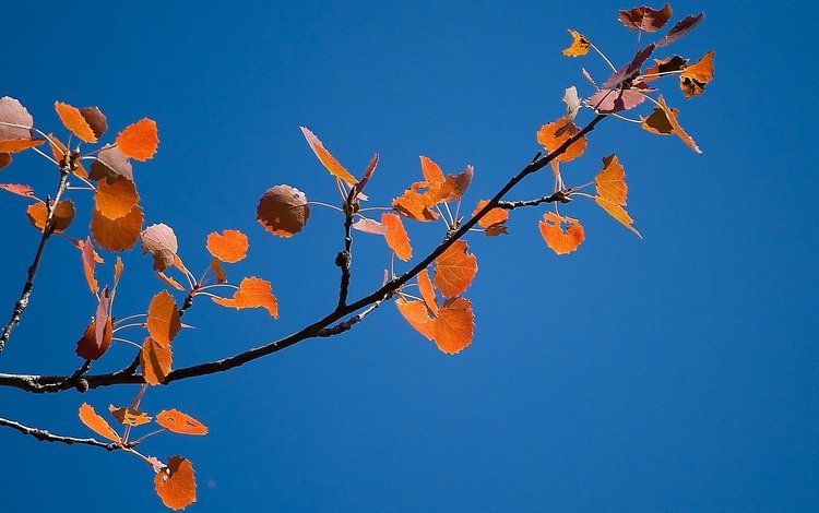 небо, ветка, листва, осень, the sky, branch, foliage, autumn
