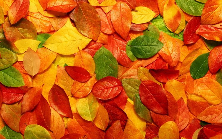 желтый, листья, листва, осень, оранжевый, yellow, leaves, foliage, autumn, orange