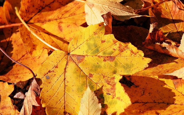 осень, лист, клен, autumn, sheet, maple