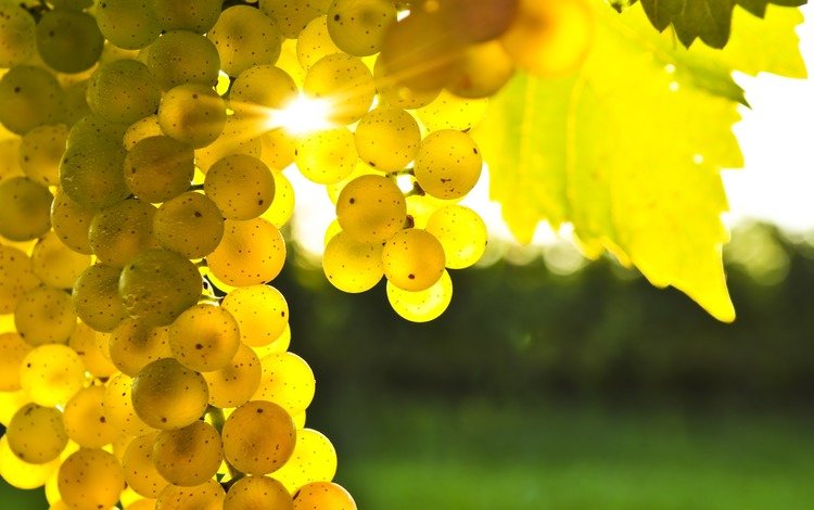 солнце, виноград, лоза, гроздь, the sun, grapes, vine, bunch