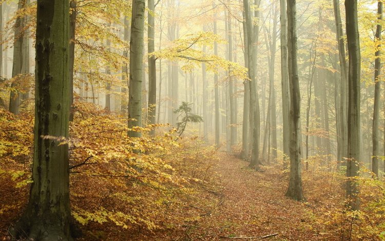 лес, осень, тропа, forest, autumn, trail