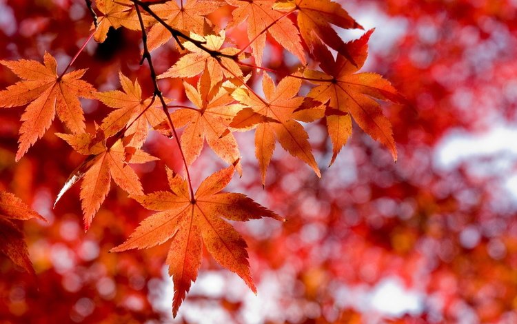 листва, осень, красный, оранжевый, foliage, autumn, red, orange