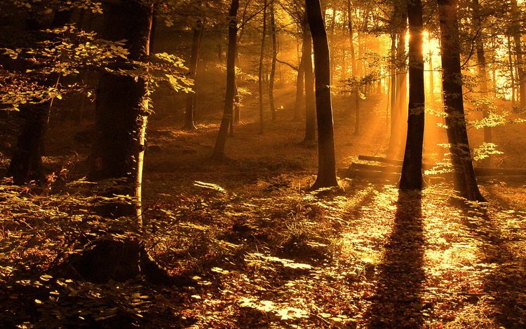 лес, листва, луч, солнечные лучи, солнечный свет, forest, foliage, ray, the sun's rays, sunlight