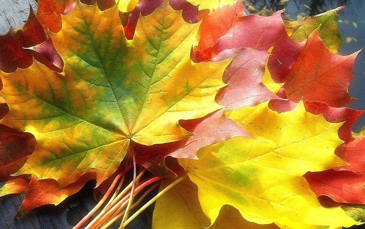 листья, настроение, осень, клен, leaves, mood, autumn, maple