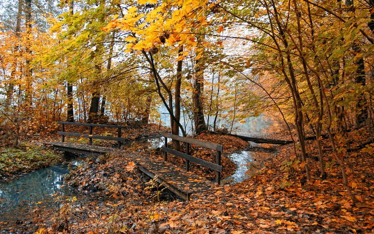 лес, ручей, осень, forest, stream, autumn