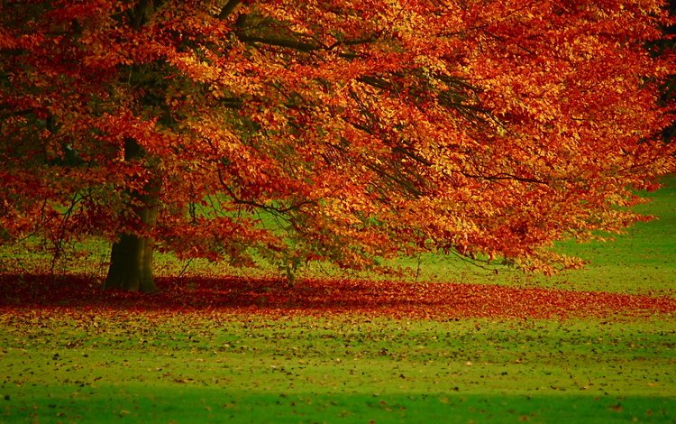дерево, листья, осень, tree, leaves, autumn