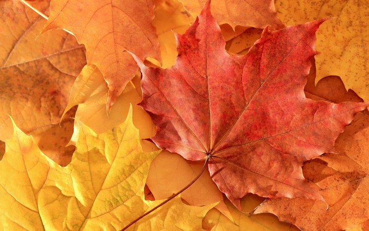 листья, осень, клен, leaves, autumn, maple