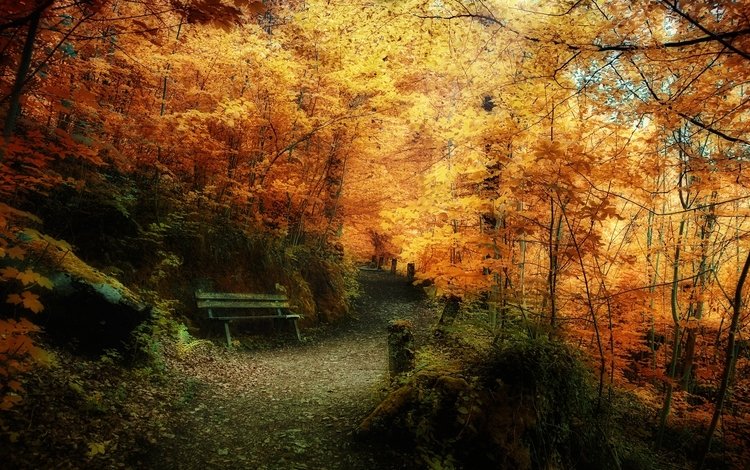 лес, листва, осень, скамейка, жёлтая, forest, foliage, autumn, bench, yellow