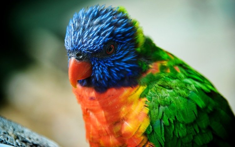 красота, птица, попугай, радужный лорикет, beauty, bird, parrot, rainbow lorikeet