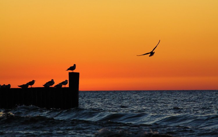 вечер, закат, море, чайки, the evening, sunset, sea, seagulls