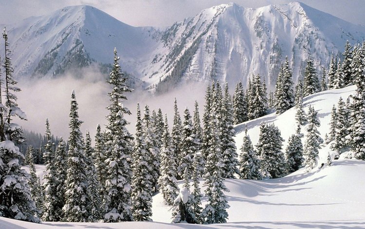 горы, снег, зима, вершины, ель, сугроб, mountains, snow, winter, tops, spruce, the snow