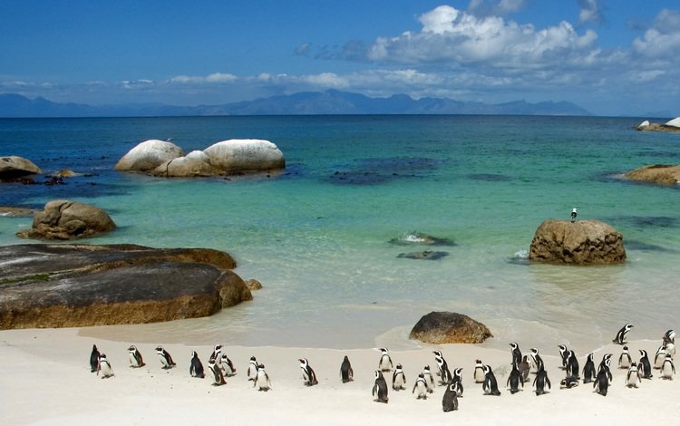берег, море, пингвины, shore, sea, penguins