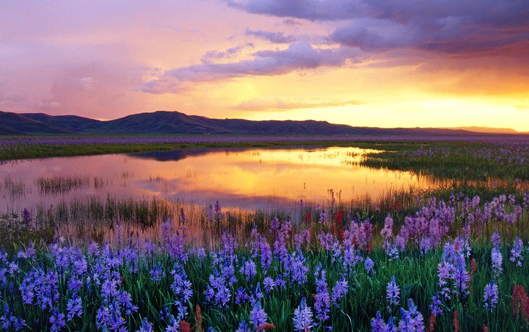 цветы, вечер, река, природа, закат, луг, красивый, flowers, the evening, river, nature, sunset, meadow, beautiful