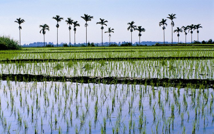 вода, поле, пальма, рис, плантанции, water, field, palma, figure, plantacii