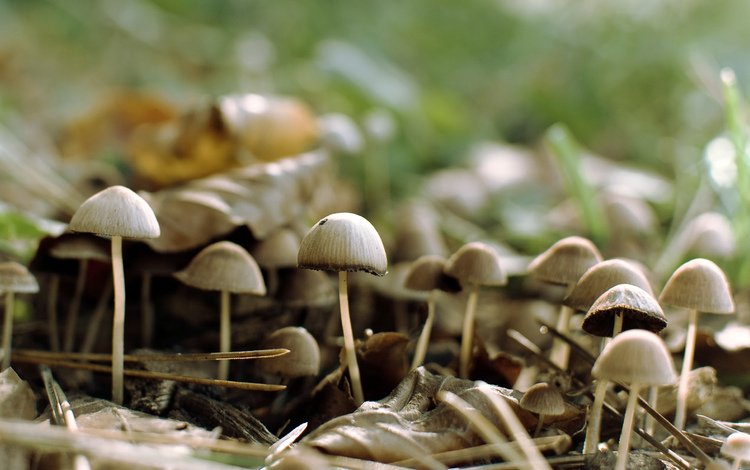 лес, грибы, forest, mushrooms