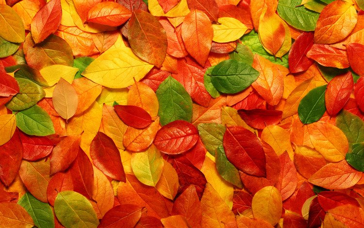 природа, листья, фото, осень, обои с природой, nature, leaves, photo, autumn, wallpaper with nature