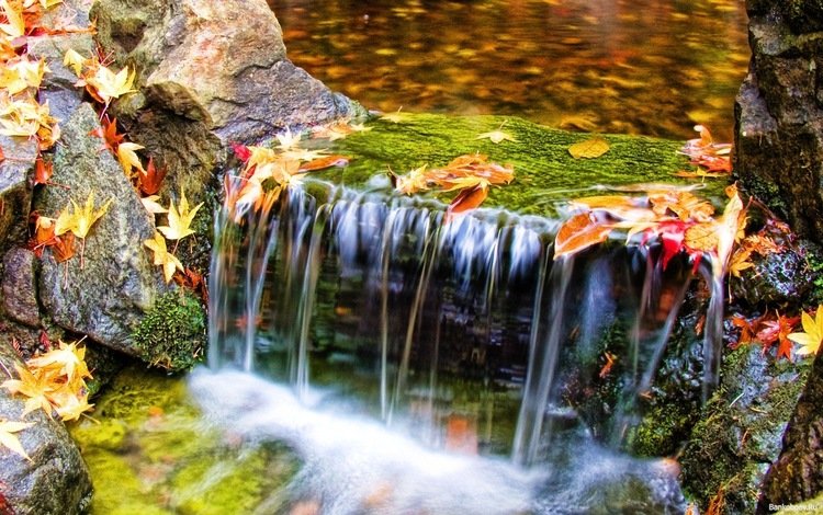 вода, природа, листья, water, nature, leaves