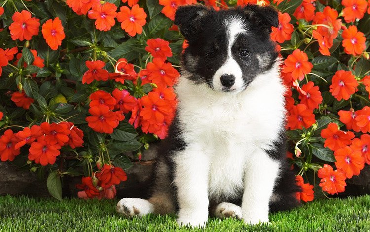 цветы, собака, щенок, лушок, бордер-колли, flowers, dog, puppy, luchok, the border collie