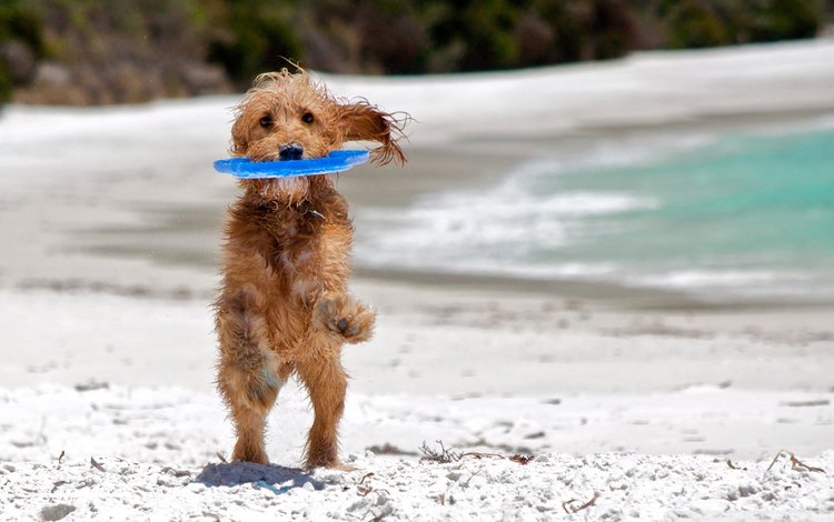море, пляж, собака, фризби, sea, beach, dog, frisbee