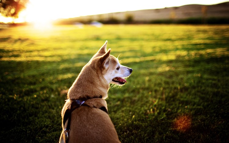 солнце, собака, лужайка, хаска, the sun, dog, lawn, husky