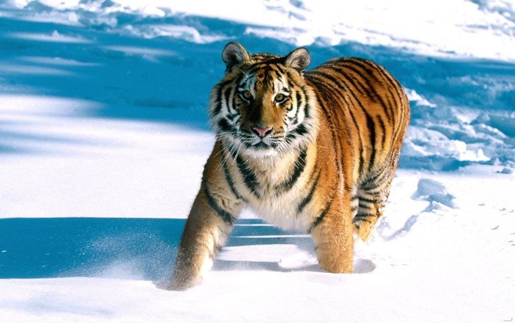 тигр, снег, tiger, snow
