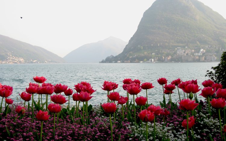 вода, горы, тюльпаны, water, mountains, tulips