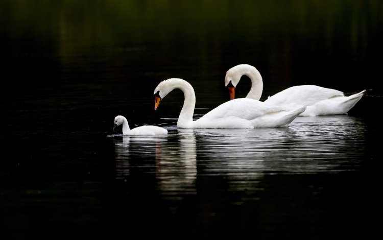 озеро, любовь, лебеди, верность, lake, love, swans, loyalty