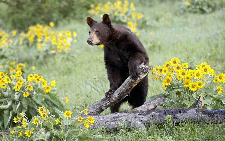 цветы, природа, лес, медведь, дикая природа, бурый, медвель, flowers, nature, forest, bear, wildlife, brown, medal