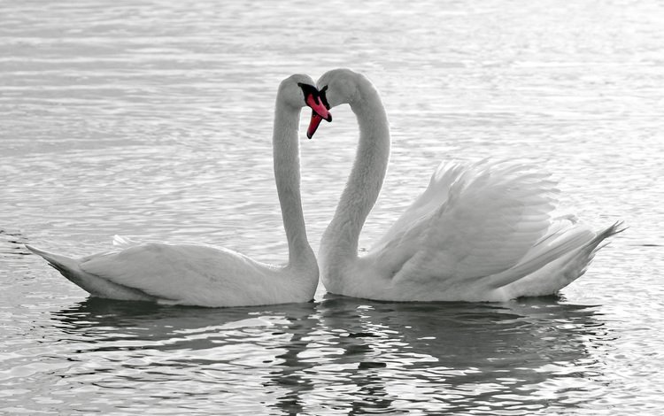 озеро, птицы, любовь, лебеди, верность, lake, birds, love, swans, loyalty